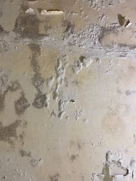 Best Mold Remediation for Schools in Lovejoy, GA