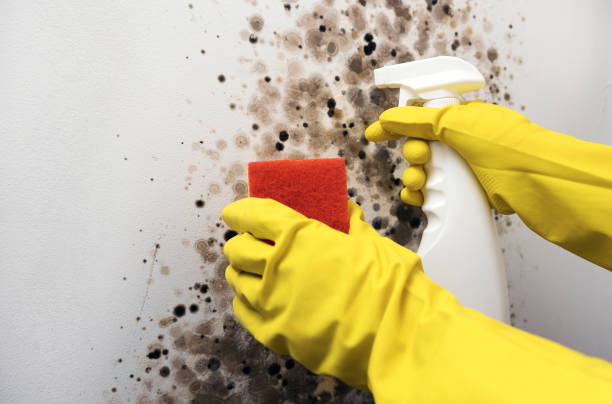 Best Emergency Mold Remediation in Lovejoy, GA