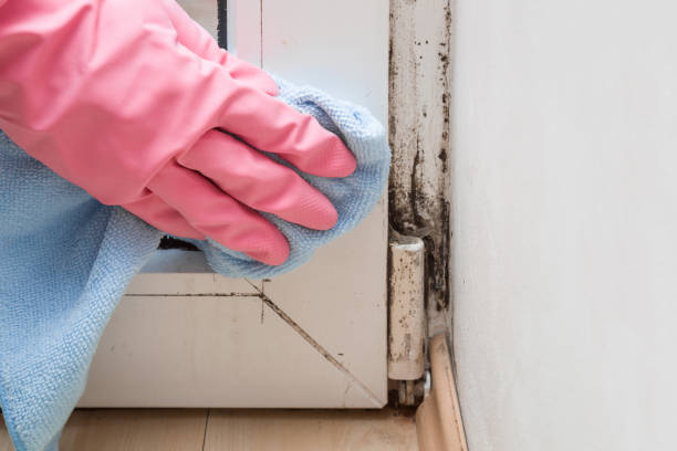 Best Mold Testing and Inspection Services in Lovejoy, GA